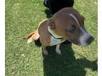 Adopt CHEWY a Boxer / American Staffordshire Terrier / Mixed dog in Midwest