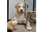 Adopt Benny a Australian Shepherd / Mixed dog in Genoa, IL (41415624)