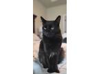 Adopt Neville a Black (Mostly) Domestic Longhair / Mixed (long coat) cat in