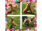 Adopt GEM STONE a Tan/Yellow/Fawn - with White Mixed Breed (Medium) / Mixed dog