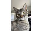 Adopt Jojo a Gray, Blue or Silver Tabby Tabby / Mixed (short coat) cat in