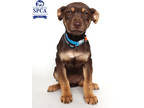 Adopt Brandy a Brown/Chocolate Husky / Mixed dog in Fresno, CA (41415257)