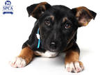 Adopt Whiskey a Black Husky / American Pit Bull Terrier / Mixed dog in Fresno