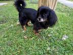 Adopt Coco a Black Mixed Breed (Small) / Mixed Breed (Medium) / Mixed (short