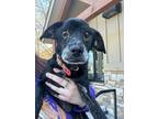 Adopt Walden a Black Terrier (Unknown Type, Medium) / Mixed Breed (Medium) /