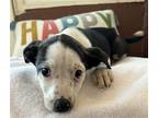 Adopt Betsy a Australian Cattle Dog / American Staffordshire Terrier / Mixed dog