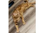 Adopt Milo a Orange or Red Domestic Shorthair / Mixed (short coat) cat in