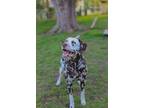 Adopt Stitch a Brown/Chocolate - with White Dalmatian / Mixed dog in Cedar Hill