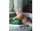 Adopt Ginger a Orange or Red (Mostly) RagaMuffin / Mixed (long coat) cat in