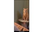 Adopt April a Orange or Red (Mostly) American Shorthair / Mixed (short coat) cat