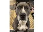 Adopt Ash a Brown/Chocolate - with White American Pit Bull Terrier / American