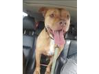 Adopt Stella a Tan/Yellow/Fawn - with White American Pit Bull Terrier / Mixed