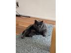 Adopt Sniffles a Gray or Blue Russian Blue / Mixed (medium coat) cat in South