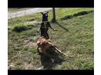 Adopt PupPup a Black Bull Terrier / Labrador Retriever / Mixed dog in Sebastian