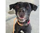 Adopt Rose a Cane Corso / Mixed dog in Woodland, CA (39644404)
