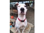 Adopt monet a White - with Black Pit Bull Terrier / Mixed dog in Woodland