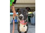 Adopt Mona a Brindle - with White Pit Bull Terrier / Mixed dog in Woodland