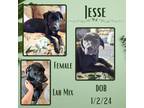 Adopt Jesse a White Labrador Retriever / Mixed dog in Caldwell, TX (40893593)