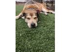 Adopt Oona a Brown/Chocolate German Shepherd Dog / Mixed dog in Calgary