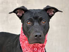 Adopt Fortune a Black Mixed Breed (Large) / Mixed dog in Longmont, CO (41415553)