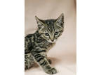 Adopt Beckett a All Black Domestic Shorthair / Domestic Shorthair / Mixed cat in