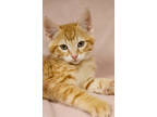 Adopt Luke a Orange or Red Domestic Shorthair / Domestic Shorthair / Mixed cat