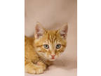 Adopt Sutton a Orange or Red Domestic Shorthair / Domestic Shorthair / Mixed cat