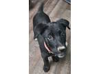 Adopt Millie a Black - with White Mutt / Labrador Retriever / Mixed dog in