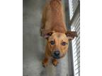 Adopt Baxter a Red/Golden/Orange/Chestnut Mutt dog in New York, NY (41415487)