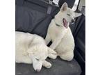 Adopt Betty & Wilma (in foster) a White Akita / Mixed dog in Pottstown