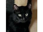 Adopt Jafar a Domestic Shorthair / Mixed cat in Sudbury, ON (41310921)