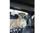 Adopt Kona a Tan/Yellow/Fawn - with White Rhodesian Ridgeback / Labrador