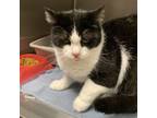 Adopt Oreo a Domestic Shorthair / Mixed cat in Salisbury, MD (41413911)