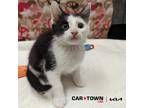 Adopt Furby a Domestic Shorthair / Mixed cat in Lexington, KY (41411902)