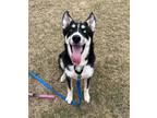 Adopt Zero a Siberian Husky / Mixed dog in Edmonton, AB (41415398)