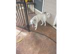 Adopt Georgie a White Great Pyrenees / Mixed dog in San Antonio, TX (41405024)