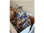 Adopt Monkey a Tiger Striped Bengal / Mixed (short coat) cat in Vacaville
