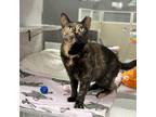 Adopt Ariel a All Black Domestic Shorthair / Mixed Breed (Medium) / Mixed (short