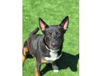 Adopt Tootsie a Black Shepherd (Unknown Type) / Mixed dog in Fresno