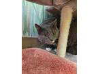 Adopt Phoebe a Gray or Blue British Shorthair / Domestic Shorthair / Mixed cat