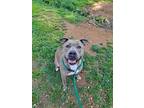 Adopt Henna a Brindle American Pit Bull Terrier / Mixed dog in Knoxville