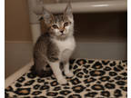 Adopt Penelope a Brown or Chocolate Domestic Shorthair / Domestic Shorthair /