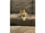 Adopt Molly a Tan or Fawn Tabby American Shorthair / Mixed (short coat) cat in