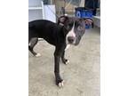 Adopt Dinkley a Black American Pit Bull Terrier / Mixed Breed (Medium) / Mixed