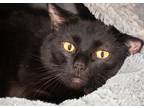 Adopt Winifred a All Black Domestic Shorthair / Domestic Shorthair / Mixed cat