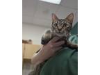 Adopt Lovey a Brown Tabby Domestic Shorthair / Mixed Breed (Medium) / Mixed