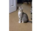 Adopt Stormie (Kat) a Gray, Blue or Silver Tabby Domestic Shorthair / Mixed