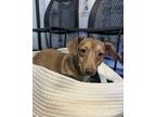 Adopt Droopy a Tan/Yellow/Fawn Mixed Breed (Small) / Mixed dog in Covington