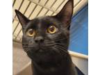 Adopt Hubert a All Black Domestic Shorthair / Domestic Shorthair / Mixed cat in