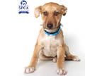 Adopt Malibu a Brown/Chocolate Husky / Mixed dog in Fresno, CA (41415262)